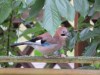 Eichelhäher im Garten