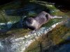 Innsbruck - Bergzoo